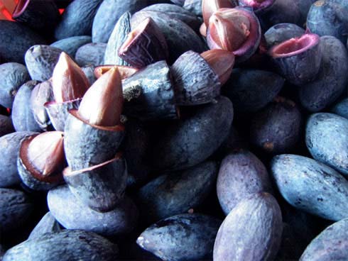 Trám đen Lạng Sơn