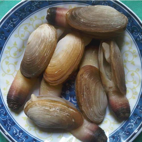 Tu hài Hạ Long
