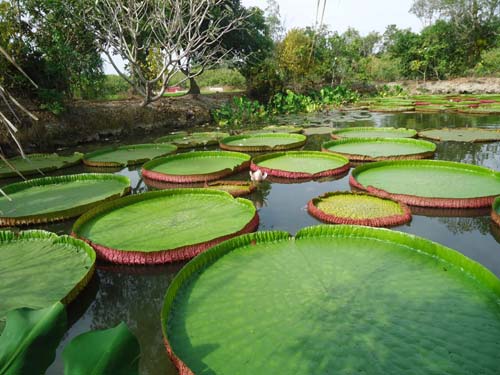 Về thăm xứ sen Đồng Tháp