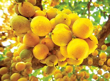 Vườn dâu Cái Tàu Cà Mau