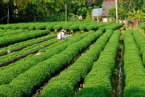 Vườn hoa Tân Quy Đông Đồng Thấp