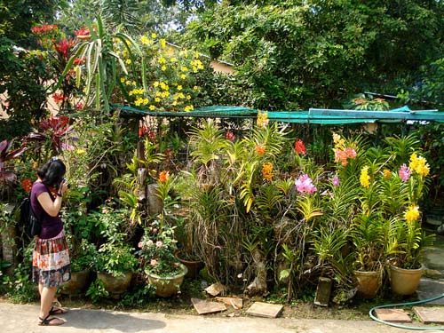 Vườn lan Bình Thủy Cần Thơ