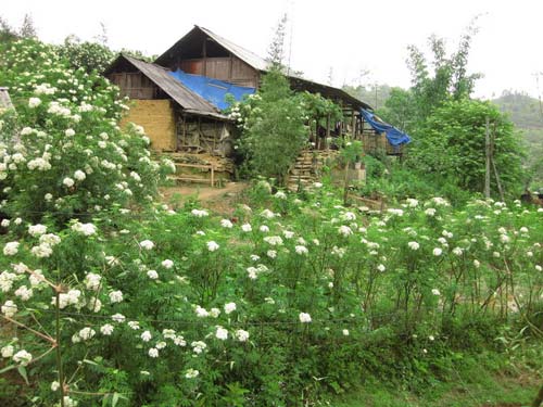 Xín Mần Hà Giang