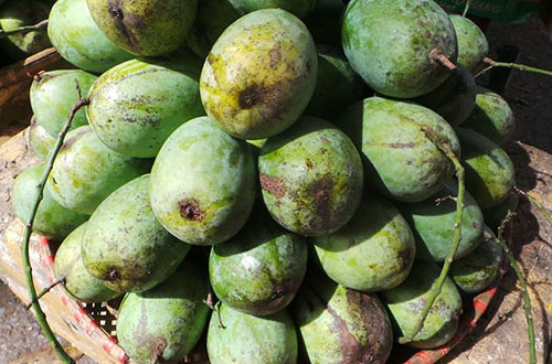 Xoài trứng Yên Châu