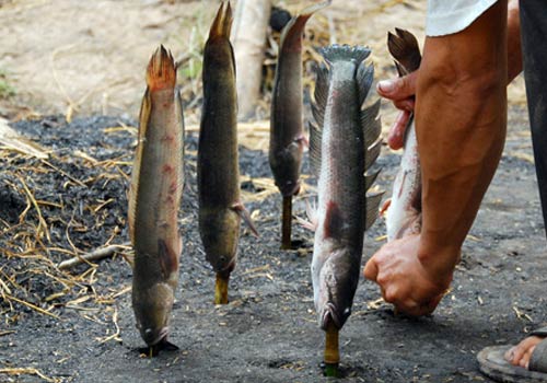 Cá lóc tươi cắm xuyên que