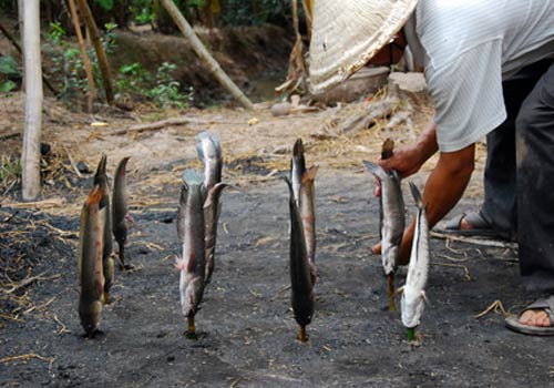 Cắm cá lóc chổng ngược