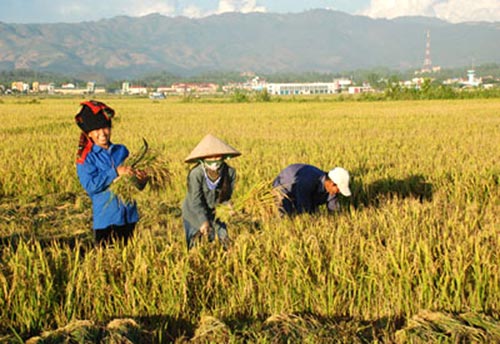 Bà con đang gặt lúa