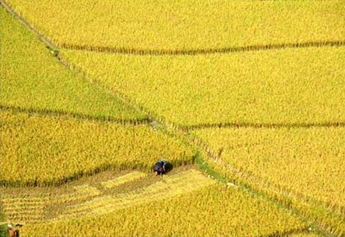 Cánh đồng Mường Thanh