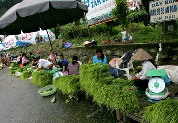 Bán rau su su Tam Đảo bên đường